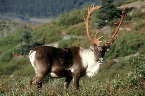 http://www.skandinavia.szm.sk/pictures/faf/fauna/Sob.jpg